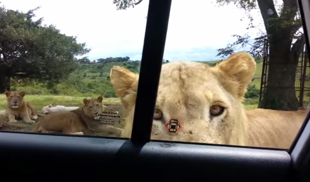 Video: Chok! Løve åbner bildør