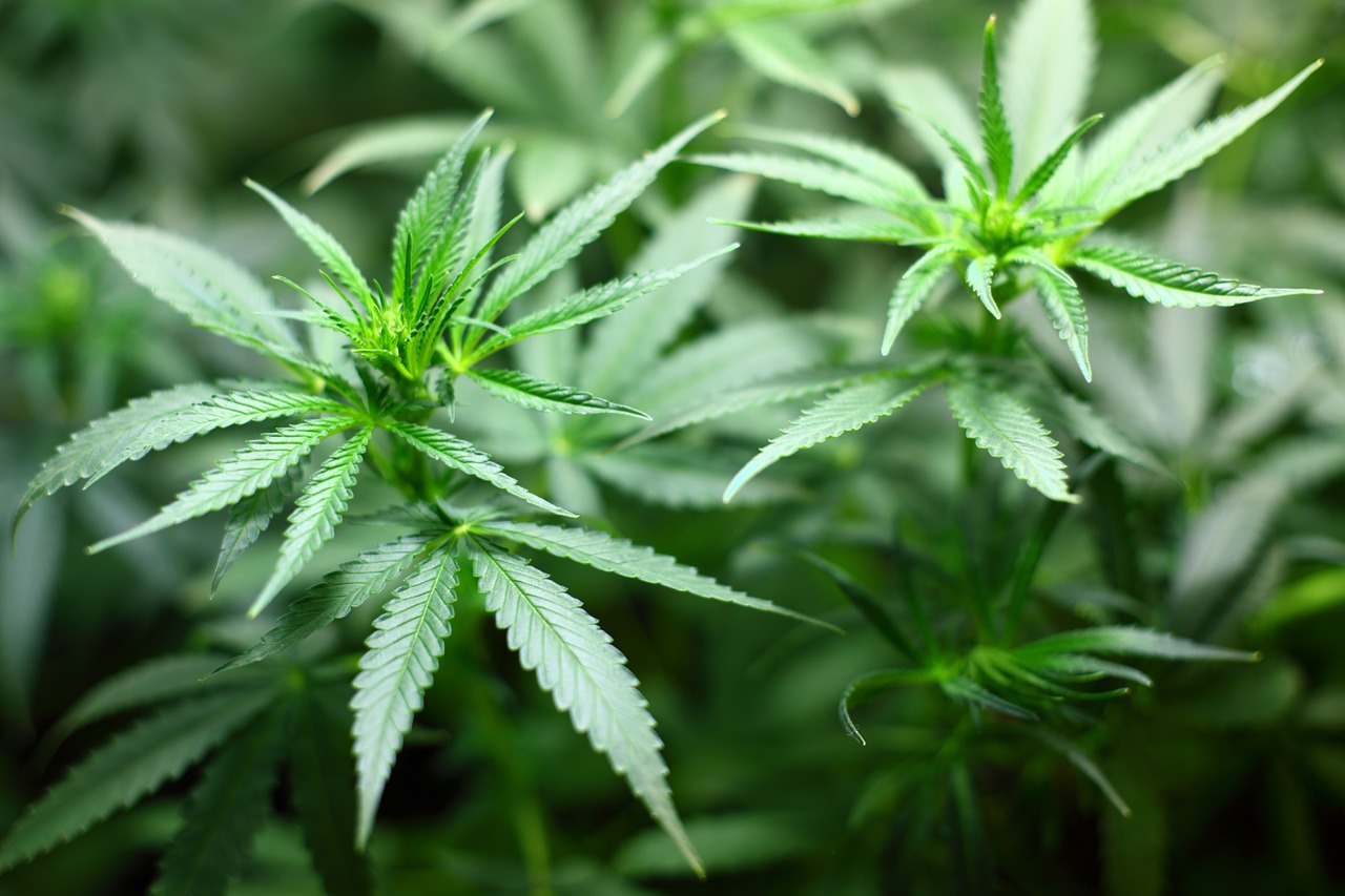 USA til valg: Stemmer også om lovliggørelse af cannabis
