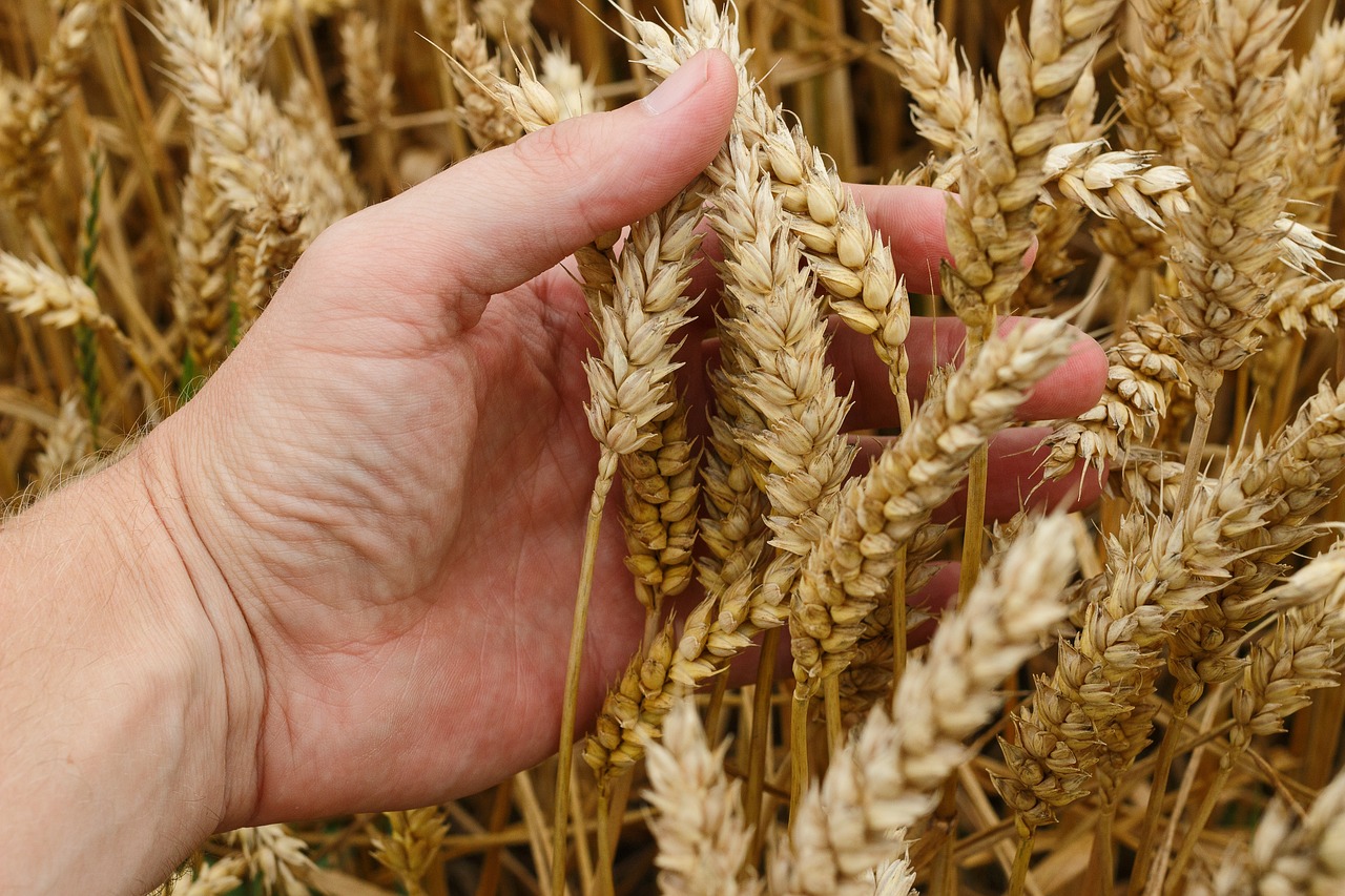 wheat, corn, cereals