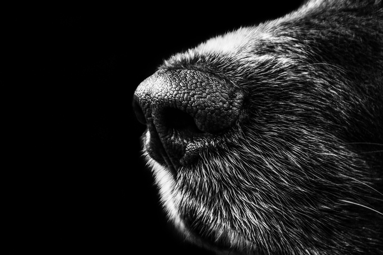 dog, snout, nose