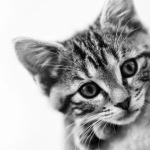 Kattekilling