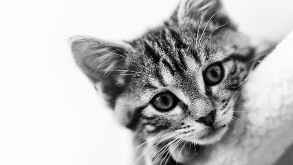 Kattekilling