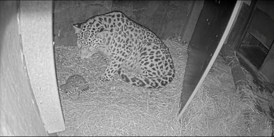 Sjælden amurleopard har fået en unge i København Zoo